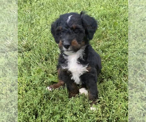 Bernedoodle (Miniature) Puppy for sale in NILES, MI, USA