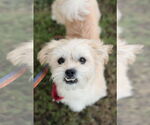 Small #3 Mutt
