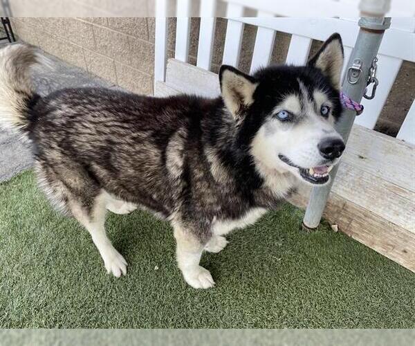 Medium Photo #1 Siberian Husky Puppy For Sale in Modesto, CA, USA