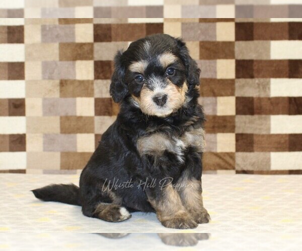 Medium Photo #1 Miniature Bernedoodle Puppy For Sale in DENVER, PA, USA