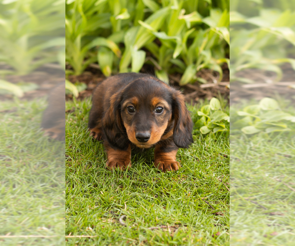 Medium Photo #2 Dachshund Puppy For Sale in WAKARUSA, IN, USA