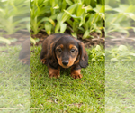 Small #1 Dachshund