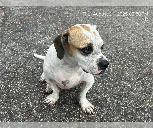 Medium Photo #1 Bagle Hound Puppy For Sale in Ocala, FL, USA