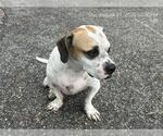 Small Bagle Hound