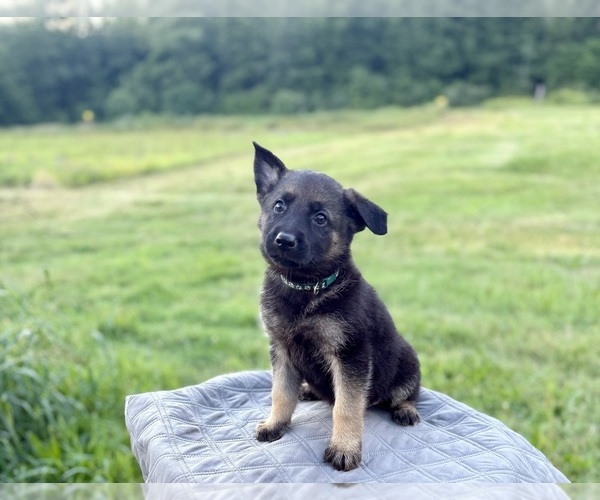 Medium Photo #13 German Shepherd Dog Puppy For Sale in SUMPTER TWP, MI, USA