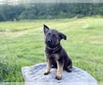 Small #12 German Shepherd Dog