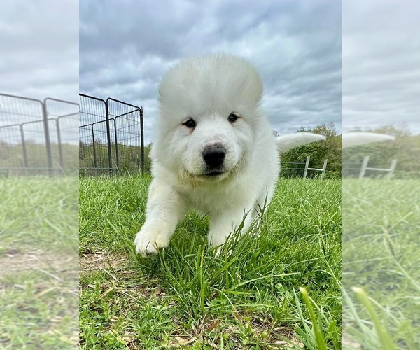 Medium Photo #4 Great Pyrenees Puppy For Sale in COAL CITY, IL, USA