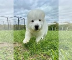 Small #3 Great Pyrenees