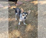Small #2 Chihuahua Mix