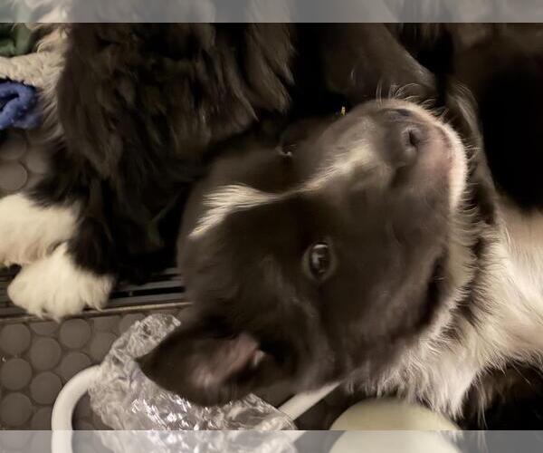 Medium Photo #3 Border Collie-Unknown Mix Puppy For Sale in Incline Village, NV, USA