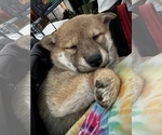 Small Photo #22 Shiba Inu Puppy For Sale in MISSOULA, MT, USA