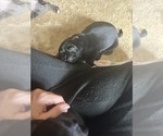 Small Photo #62 Frenchie Pug Puppy For Sale in BLOOMINGTON, IL, USA