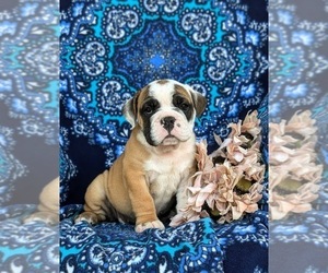 English Bulldog-Olde English Bulldogge Mix Puppy for sale in OXFORD, PA, USA