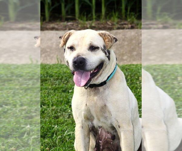 Medium Photo #2 American Pit Bull Terrier-Chinese Shar-Pei Mix Puppy For Sale in Evansville, IN, USA