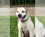 Small #1 American Pit Bull Terrier-Chinese Shar-Pei Mix