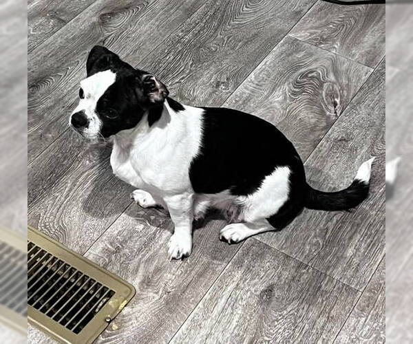 Medium Photo #4 Boston Terrier-Unknown Mix Puppy For Sale in Grafton, WI, USA