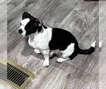 Small #3 Boston Terrier Mix