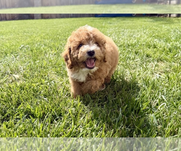 Medium Photo #1 Poodle (Miniature) Puppy For Sale in MARYSVILLE, CA, USA