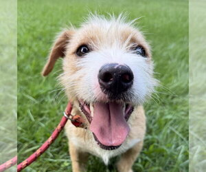 Border Terrier Dogs for adoption in Yardley, PA, USA