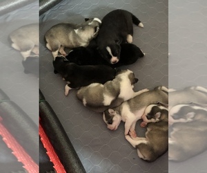 Samoyed-Siberian Husky Mix Puppy for sale in KANSAS CITY, MO, USA