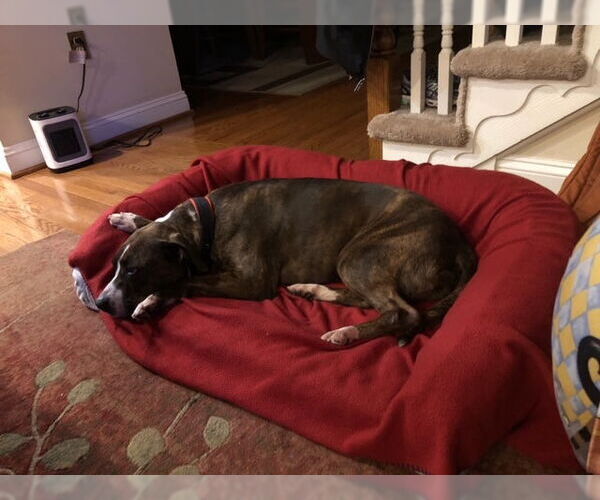 Medium Photo #6 Mountain Cur-Unknown Mix Puppy For Sale in Doylestown, PA, USA