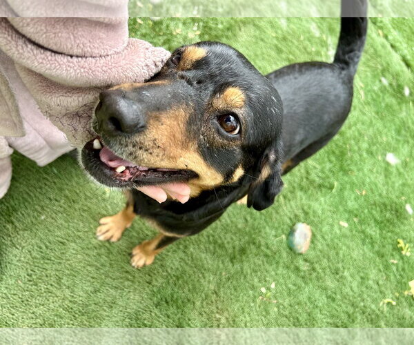 Medium Photo #2 Rottweiler-Unknown Mix Puppy For Sale in Ball Ground, GA, USA