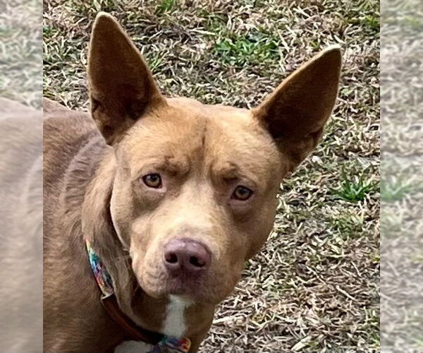 Medium Photo #1 Mutt Puppy For Sale in Tarboro, NC, USA