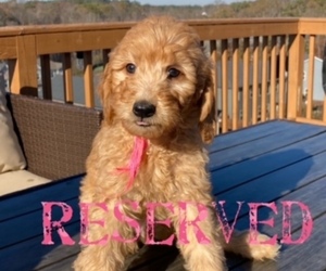Goldendoodle (Miniature) Puppy for sale in GREER, SC, USA