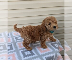 Cockapoo Puppy for Sale in DUNNVILLE, Kentucky USA