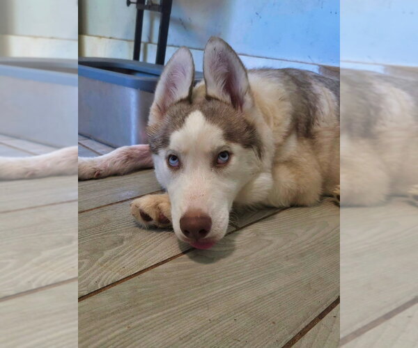 Medium Photo #4 Siberian Husky-Unknown Mix Puppy For Sale in Raleigh, NC, USA