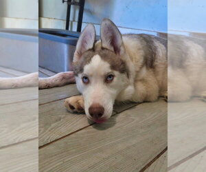 Jinx - Female Siberian Husky-Unknown Mix Dog for Adoption - Photo #4