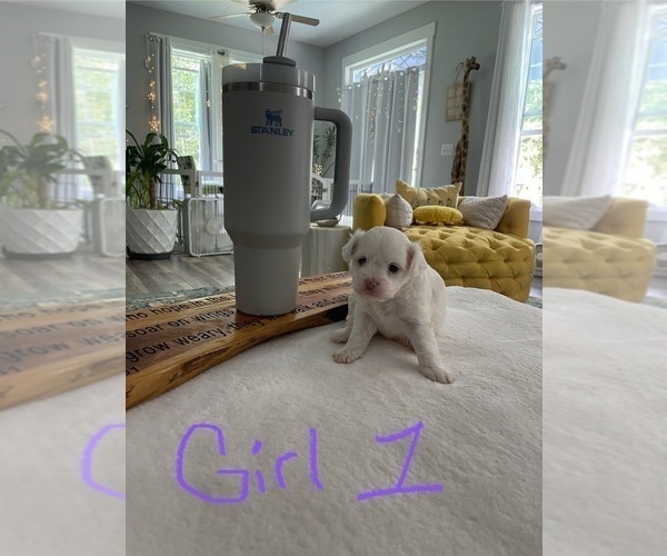 Medium Photo #2 ShihPoo Puppy For Sale in LOUISBURG, NC, USA