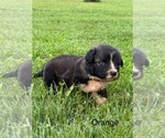 Small #7 Caucasian Shepherd Dog