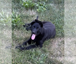German Shepherd Dog Litter for sale in BRUSH PRAIRIE, WA, USA