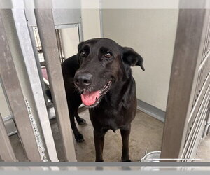 Labrador Retriever-Unknown Mix Dogs for adoption in Corona, CA, USA