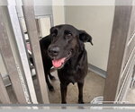 Small Labrador Retriever Mix