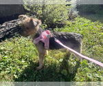 Small #1 Mutt