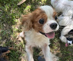 Small Photo #1 Cavalier King Charles Spaniel Puppy For Sale in ATOKA, OK, USA