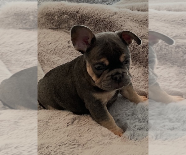 Medium Photo #1 French Bulldog Puppy For Sale in NORTH VERNON, IN, USA