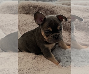 French Bulldog Puppy for sale in NORTH VERNON, IN, USA