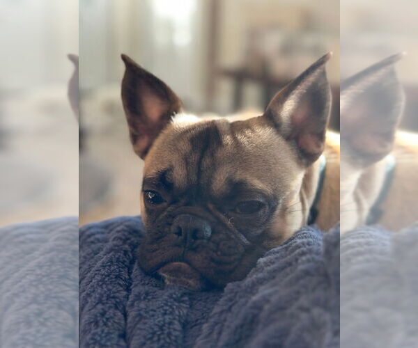 Medium Photo #5 Frenchie Pug Puppy For Sale in Brights Grove, Ontario, Canada