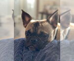 Small Photo #5 Frenchie Pug Puppy For Sale in Brights Grove, Ontario, Canada