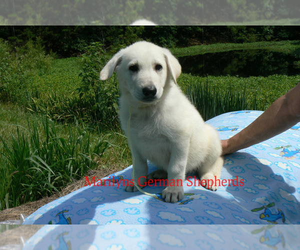 Medium Photo #5 German Shepherd Dog Puppy For Sale in PIEDMONT, MO, USA