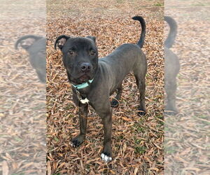 Luke - Male Mutt Dog for Adoption - Photo #5