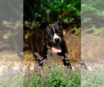 Small Photo #2 Mutt Puppy For Sale in Rustburg, VA, USA