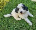 Small #4 Miniature Bernedoodle