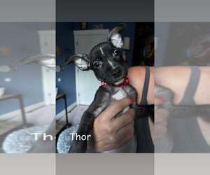 Mutt Dogs for adoption in Wenonah, NJ, USA