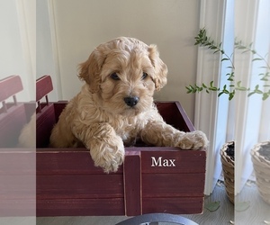 Cavapoo Puppy for sale in WATERLOO, NY, USA