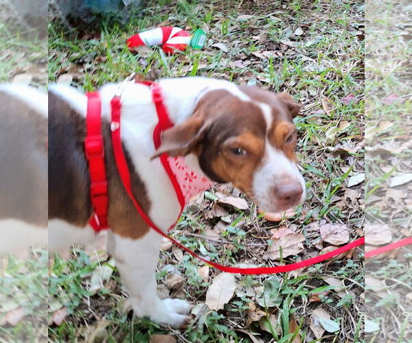 Medium Photo #2 Beagle-Unknown Mix Puppy For Sale in Missouri City, TX, USA