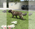 Small #3 Great Pyrenees